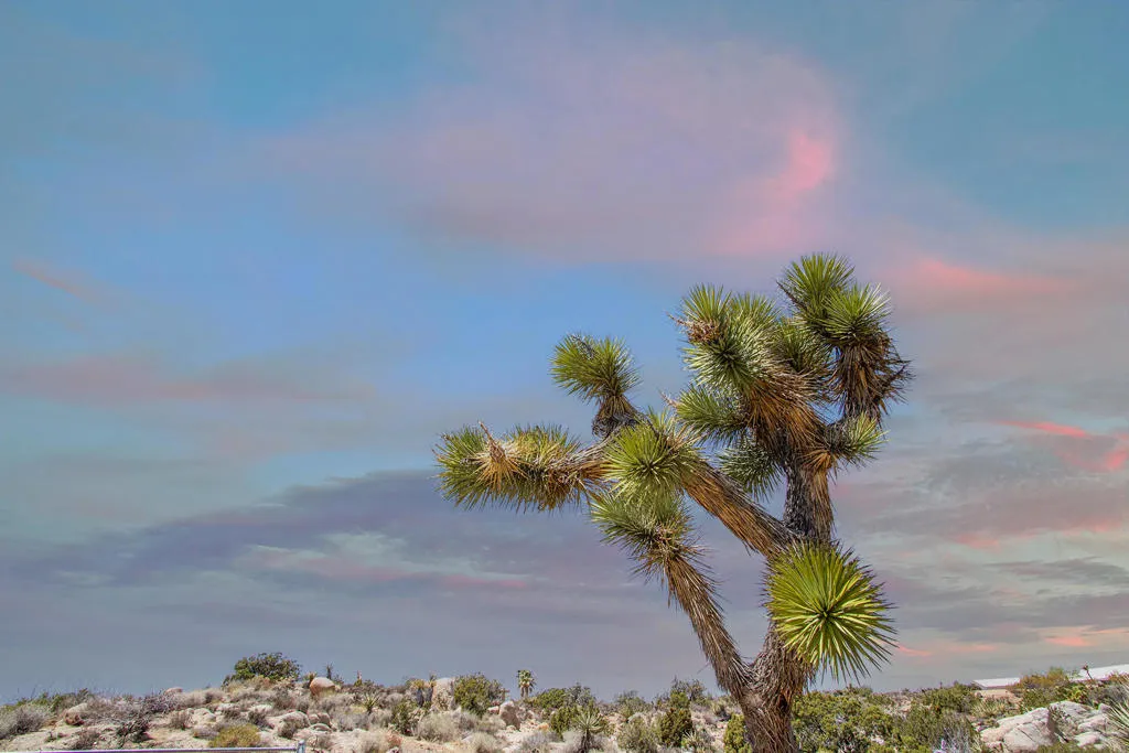 Joshua Tree
