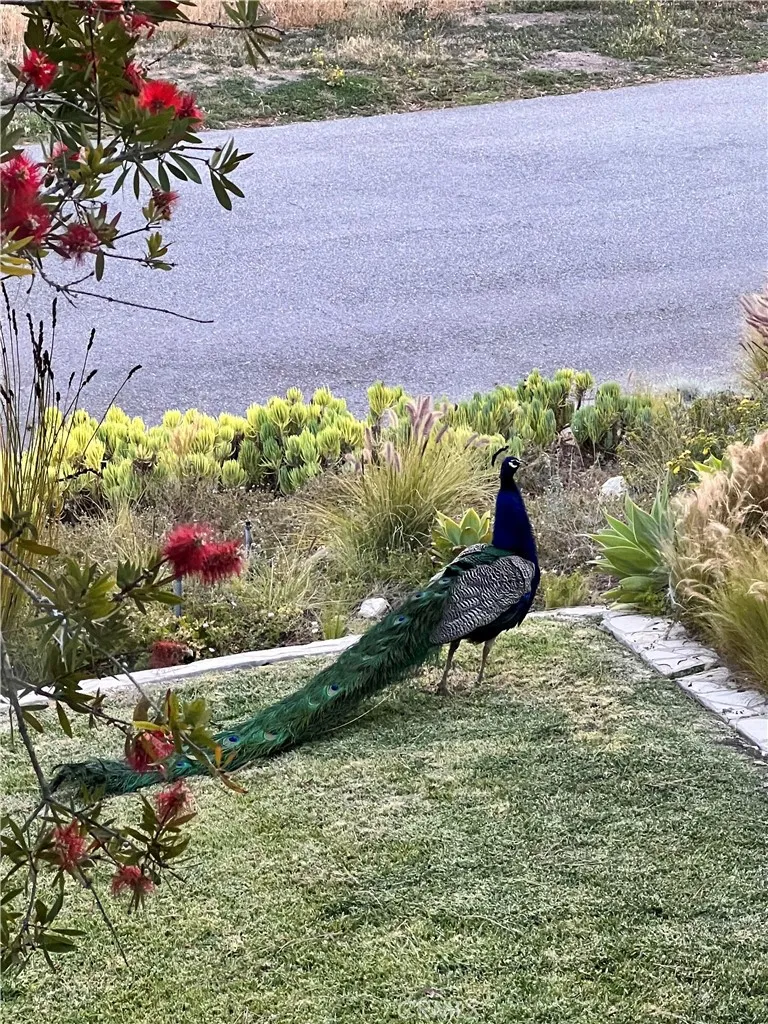 Front yard