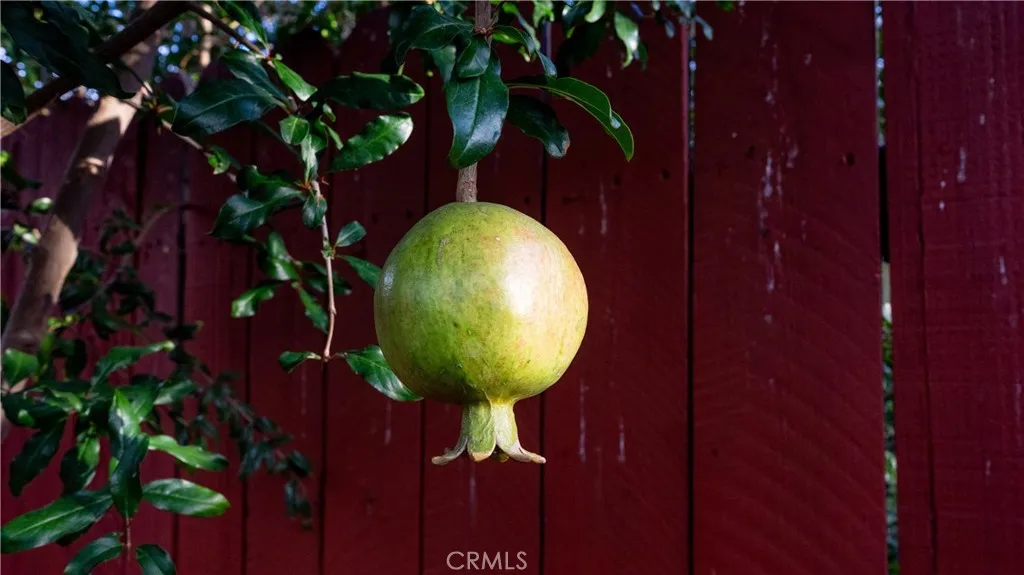 Organic Fruit Tree