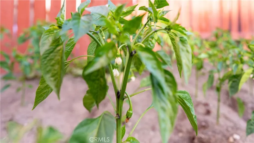Organic Garden