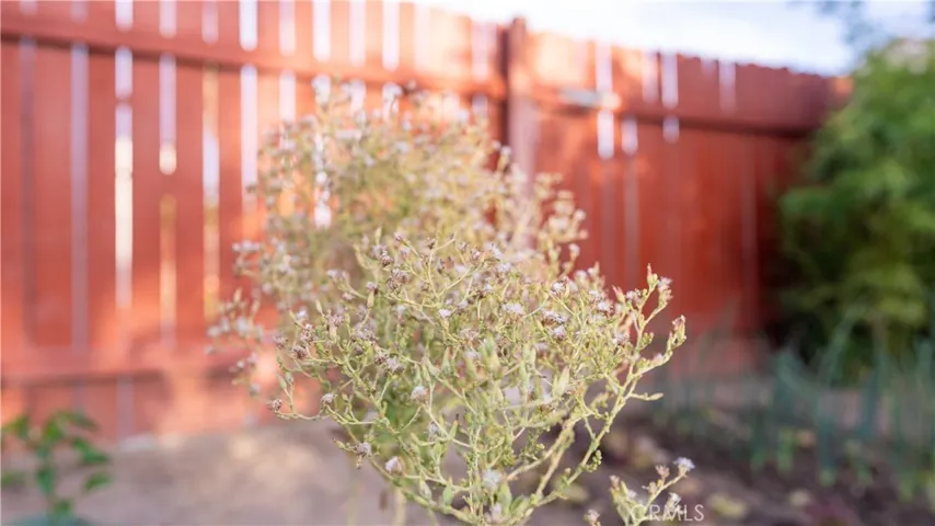 Organic Garden