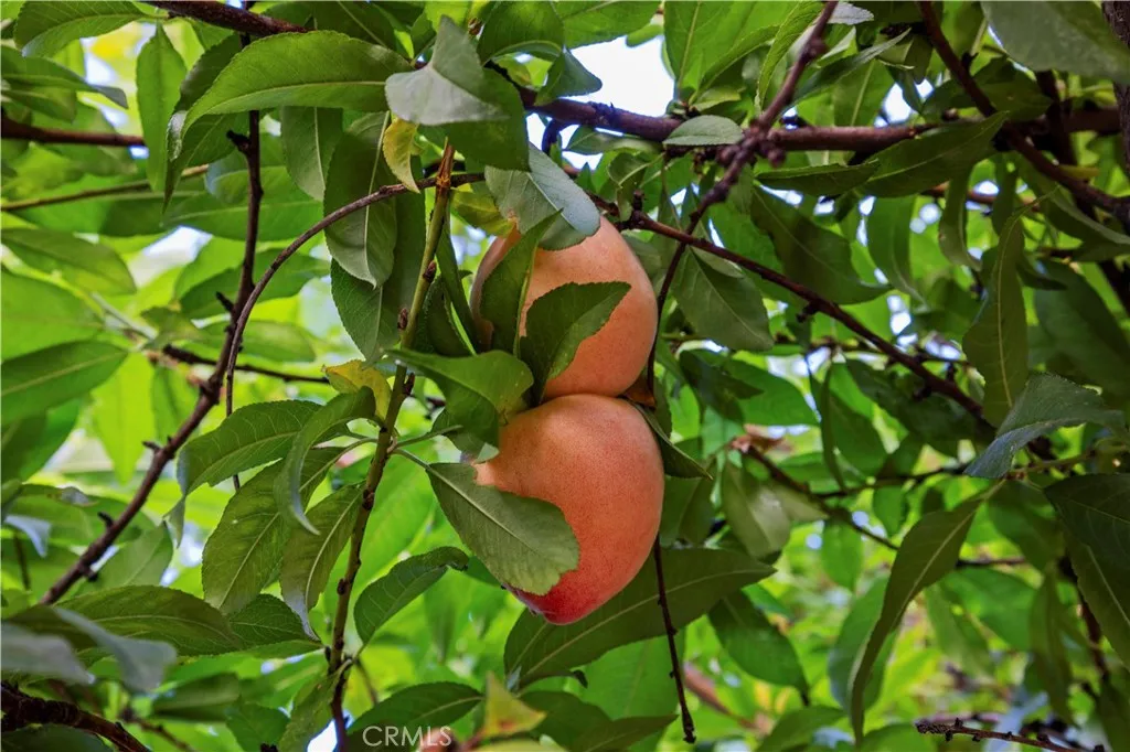 1 peach tree