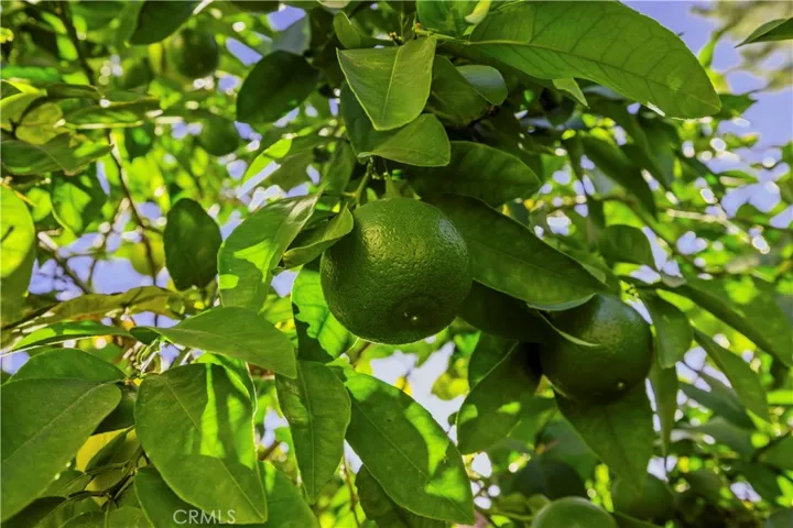 2 grapefruit trees