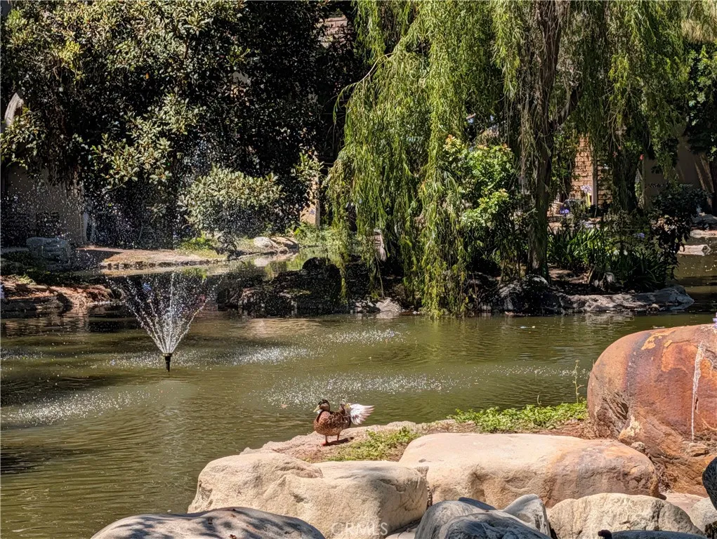 Ducks, fountains, water features.