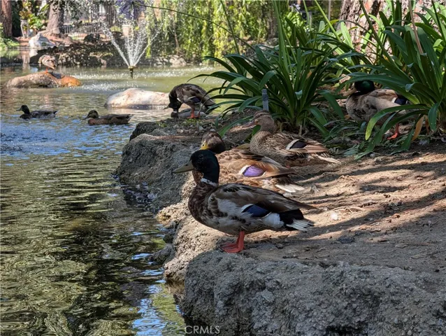 Ducks and geese call this place home.