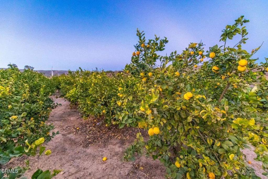 Lemon Tree