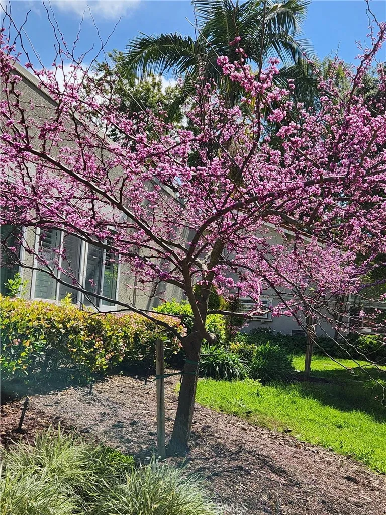 Tree outside living room window