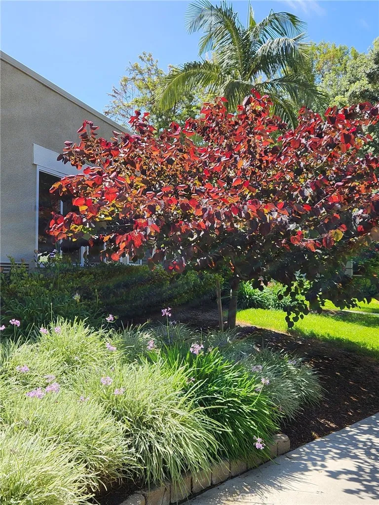 Tree outside living room window