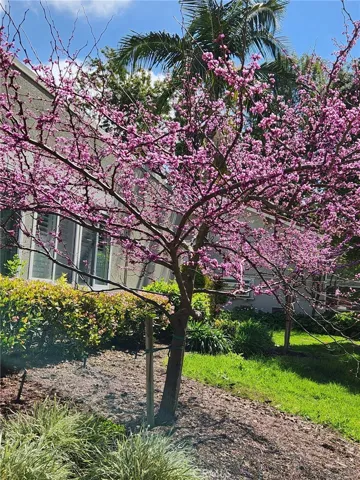 Tree outside living room window