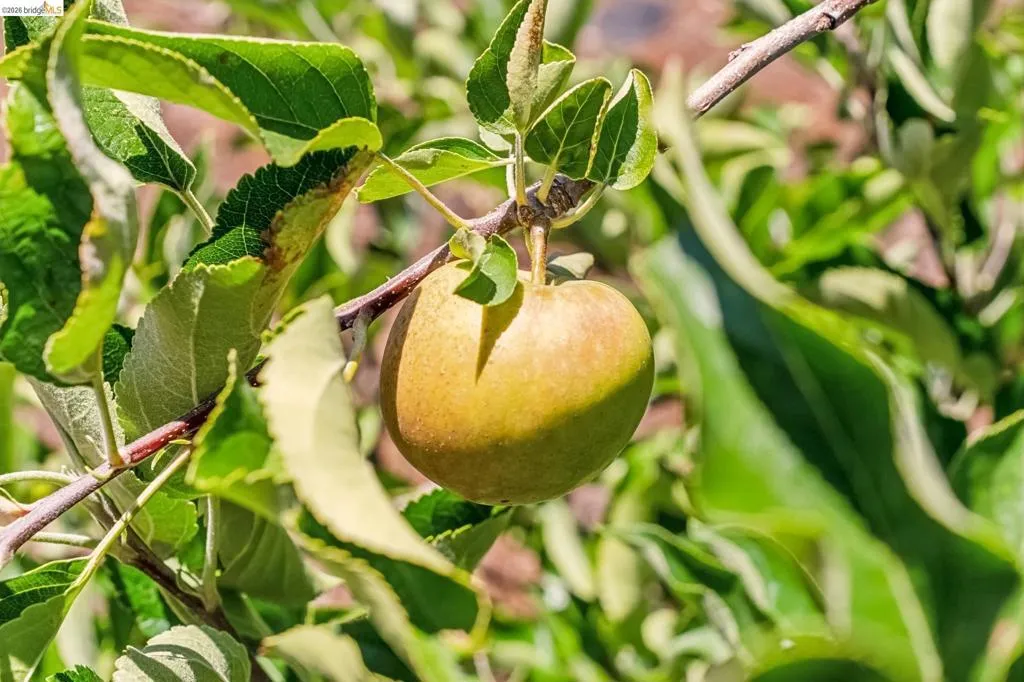 Fruit trees