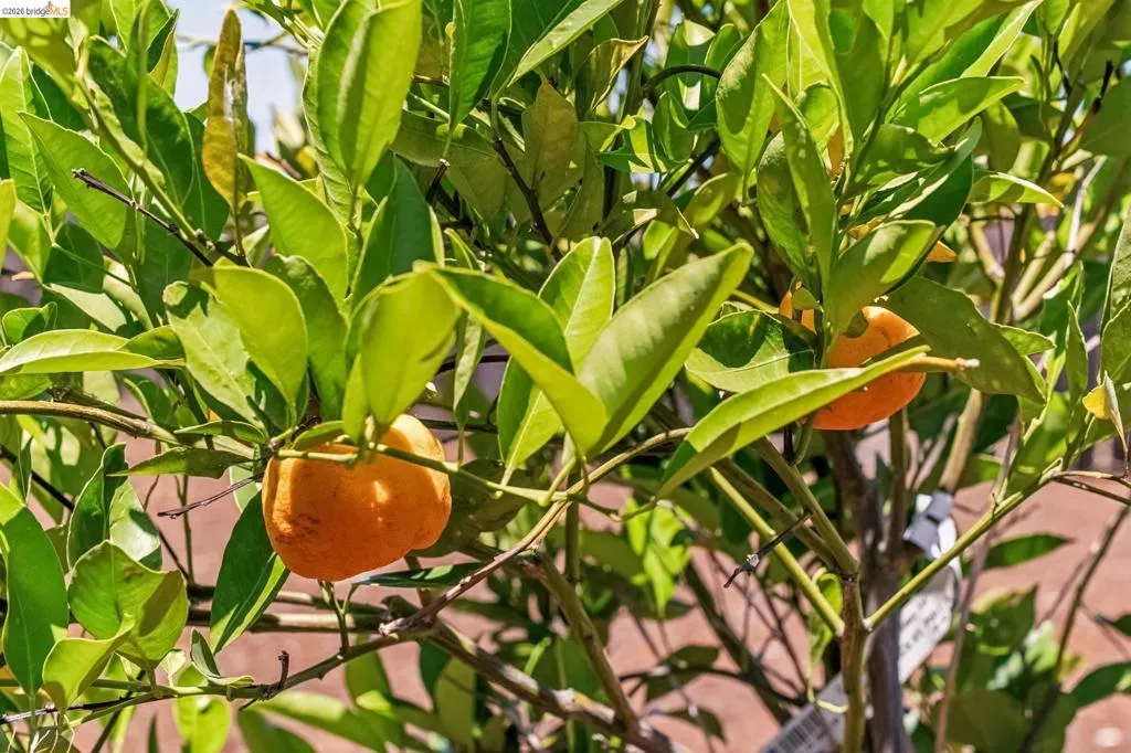 Fruit-bearing citrus tree with vibrant green foliage and ripening orange fruit