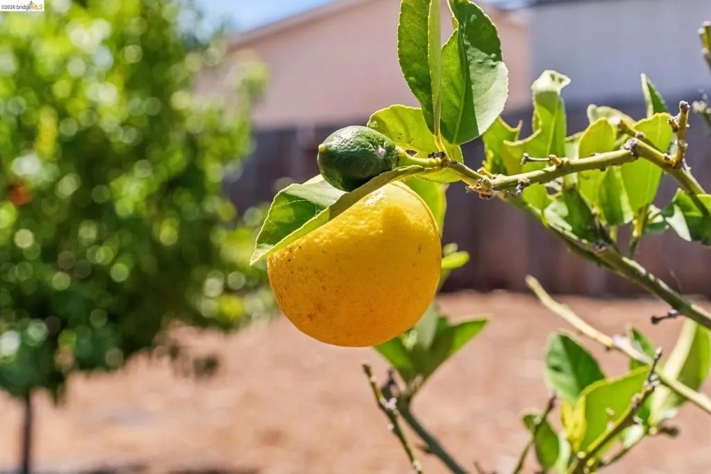 Citrus tree with ripening fruit, vibrant green leaves, and visible branches