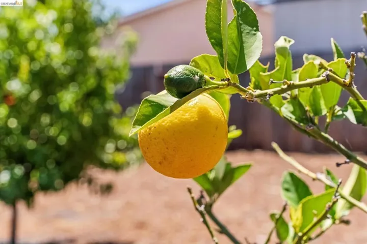 Citrus tree with ripening fruit, vibrant green leaves, and visible branches