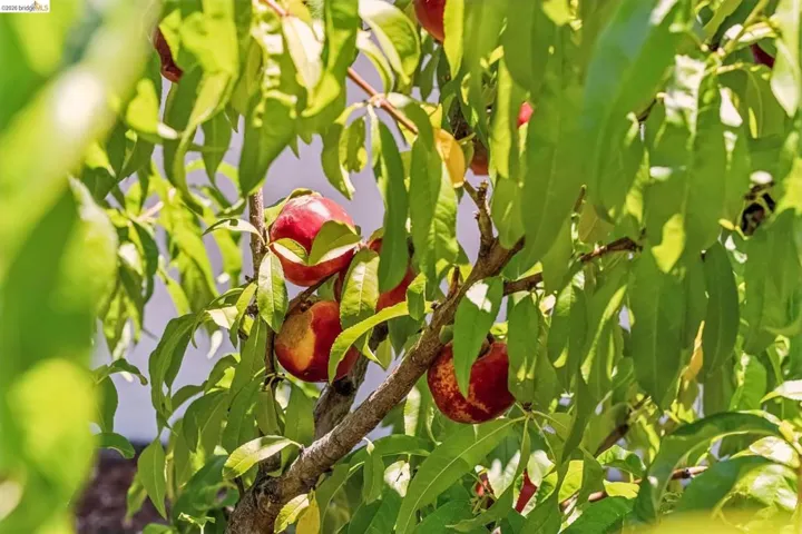 Fruit-bearing tree with bright green foliage and red and yellow fruit