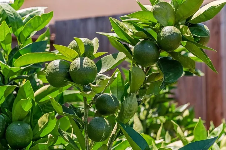 Lush citrus tree featuring abundant green fruit and vibrant foliage