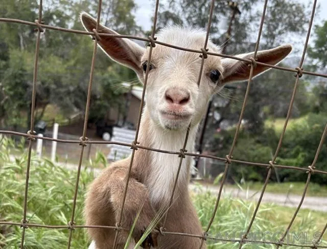 The GOAT!