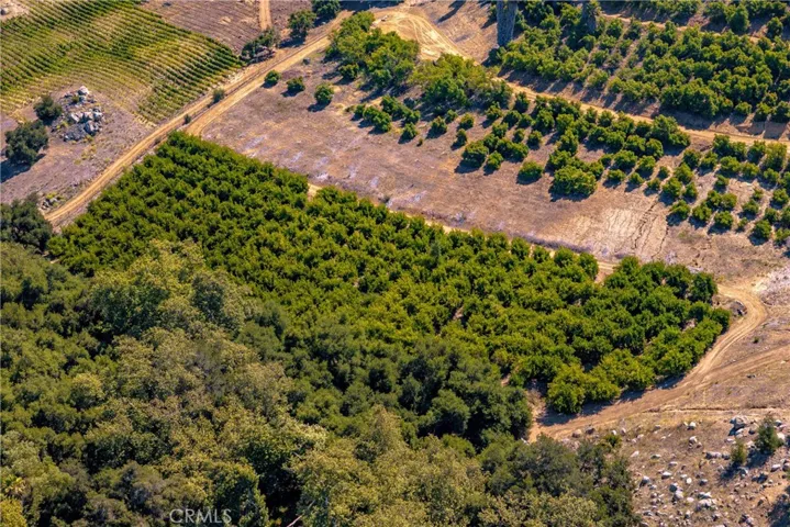 Great view of the 2 acres of Mexican Sweeet limes planted on the flat area at the back of the property.