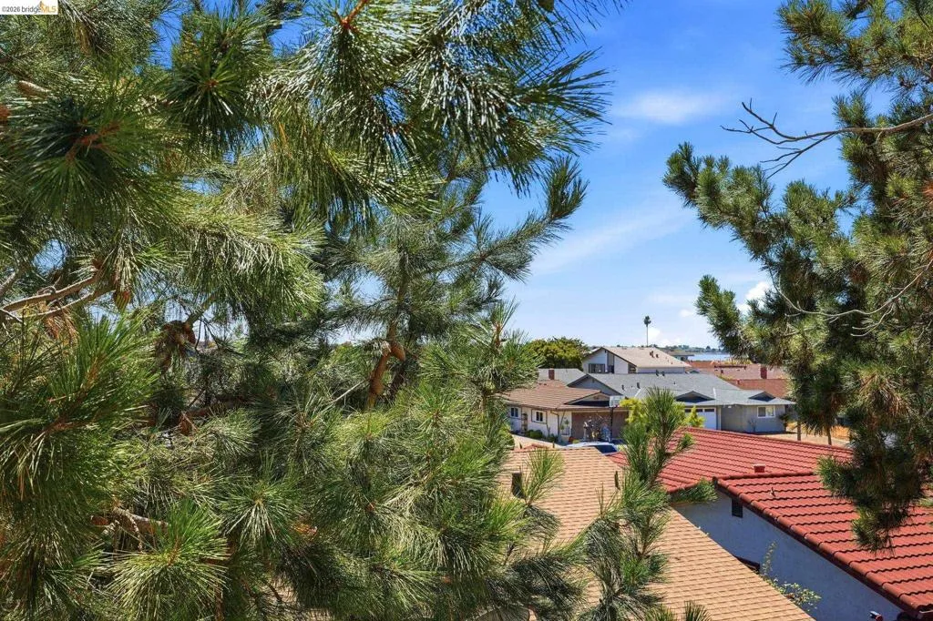 Peer past the Pines to see the lone Palm & the Bay!