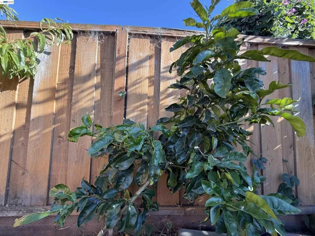 1362 Esser Ave, San Leandro, California 94579