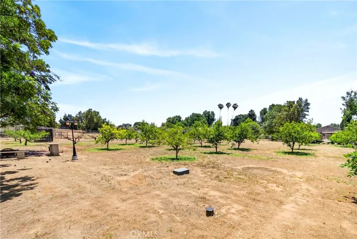 View of backyard/fruit trees