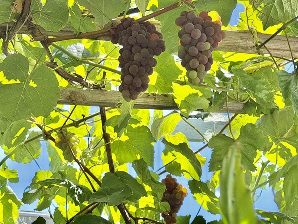 The house has a space for growing grapes....