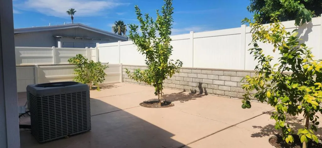 Citrus Trees
