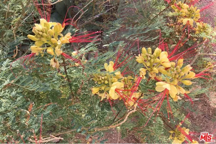 Desert Bird of Paradise in blo