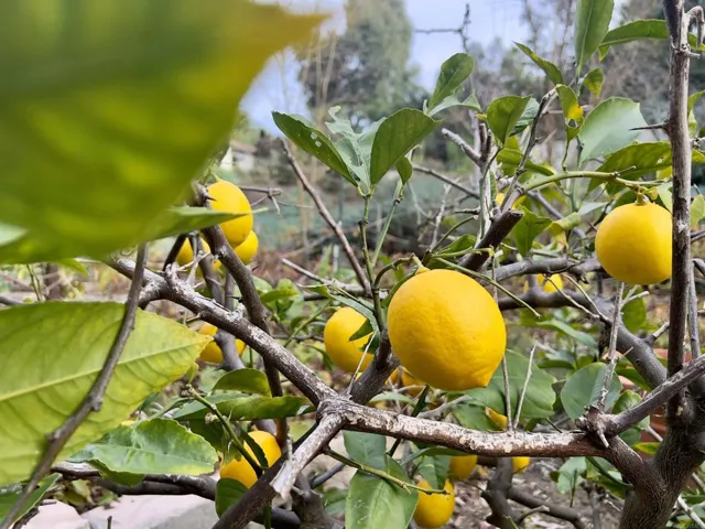 16653 Avenida Molino Viejo, Rancho Santa Fe, California 92067