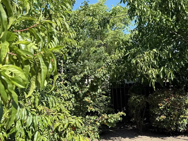 310 Oak Avenue, Redwood City, California 94061