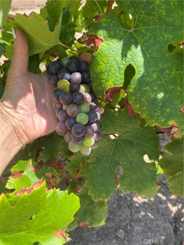Grapes for your next wine Harvest