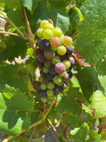 Grapes