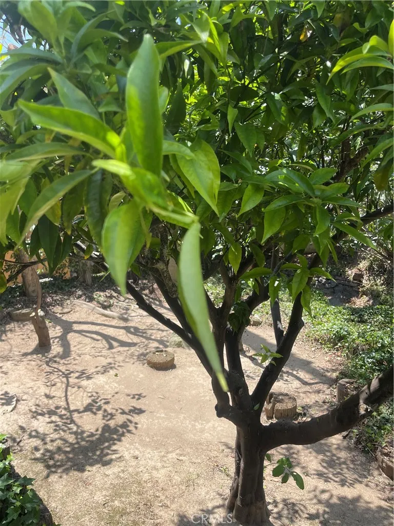 Backyard Fruit Trees