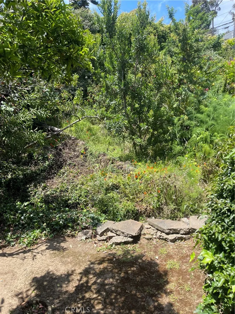 Backyard Fruit Trees