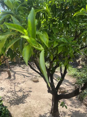 Backyard Fruit Trees