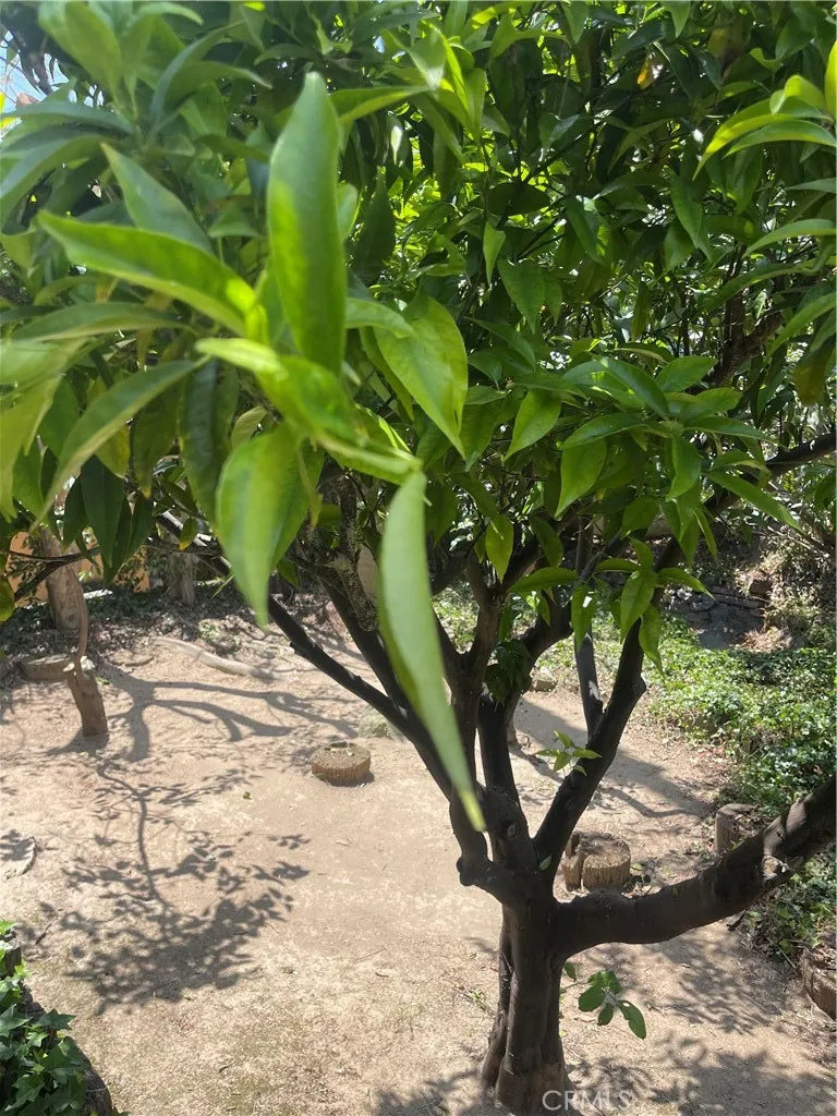 Backyard Fruit Trees