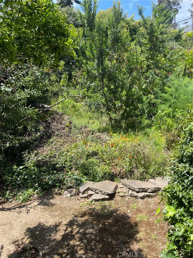 Backyard Fruit Trees