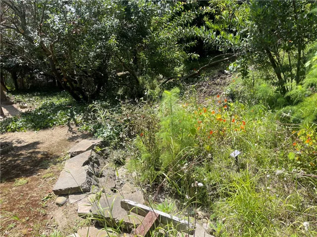 Backyard Fruit Trees