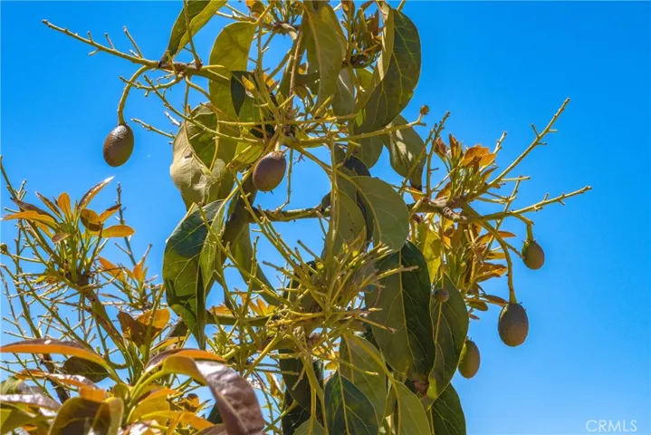 The 2027 Harvest fruit set is heavy throughout the property.
