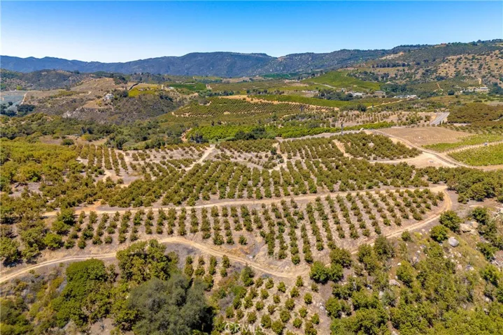Gently topography shown of this healthy Haas avocado grove.