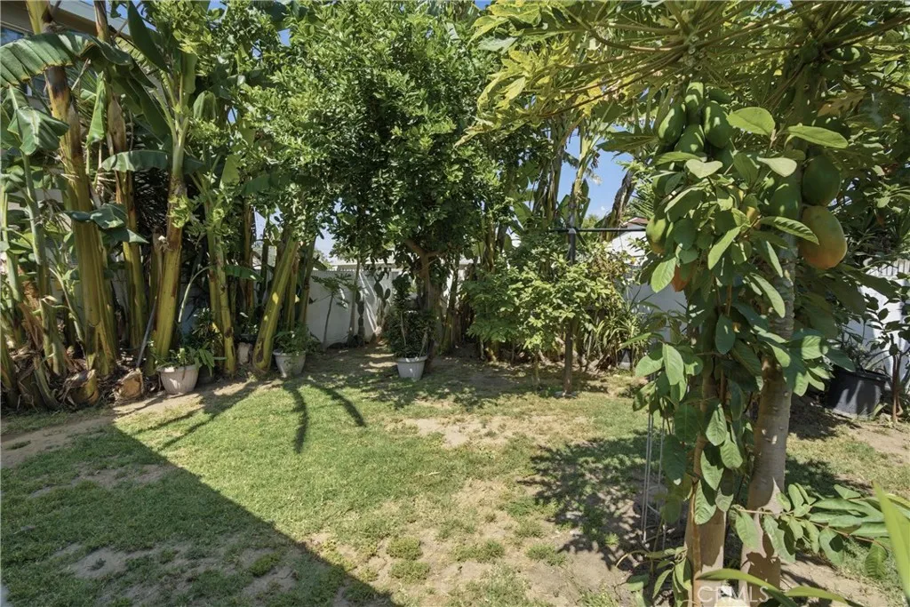 Back yard area with some trees