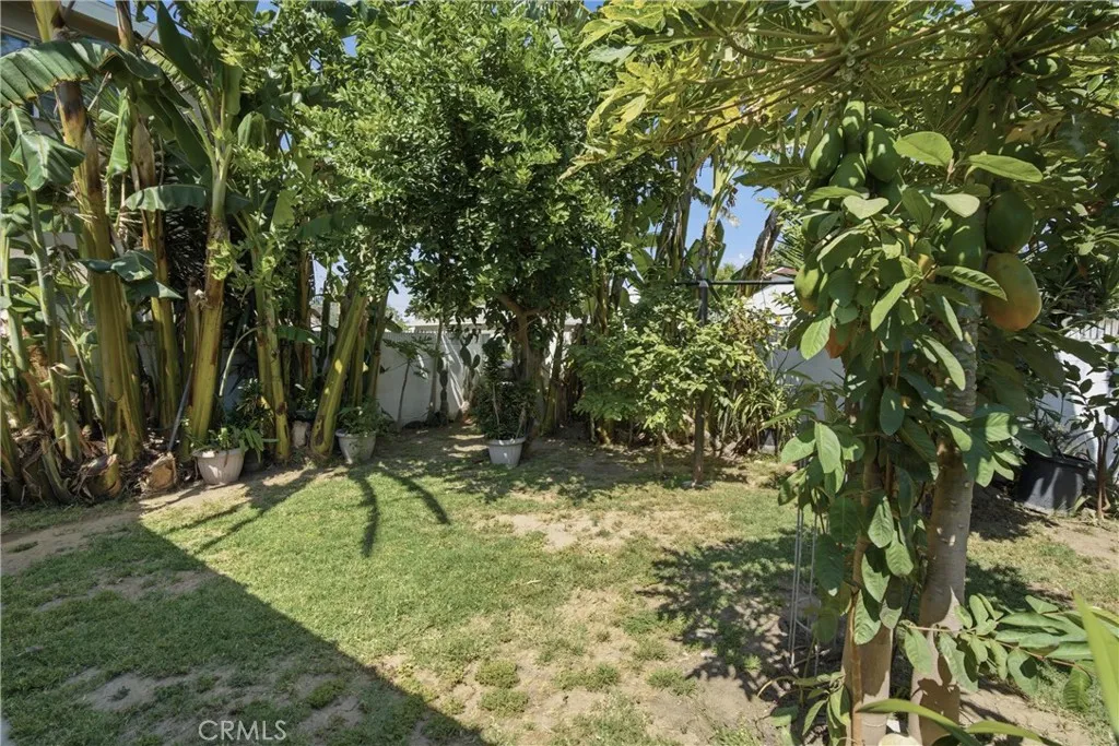 Back yard area with some trees