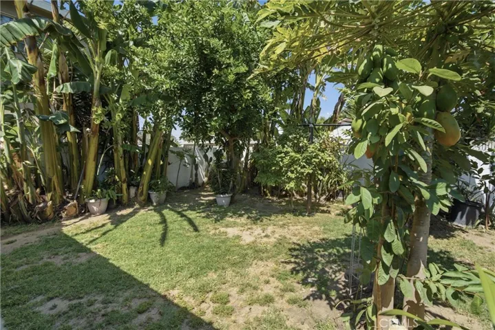 Back yard area with some trees