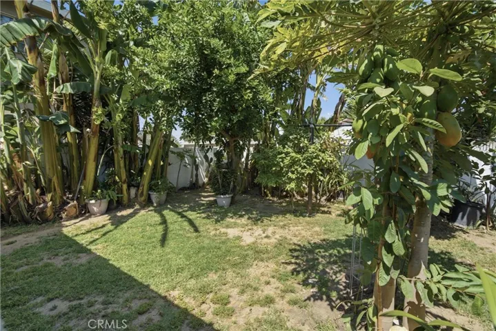 Back yard area with some trees