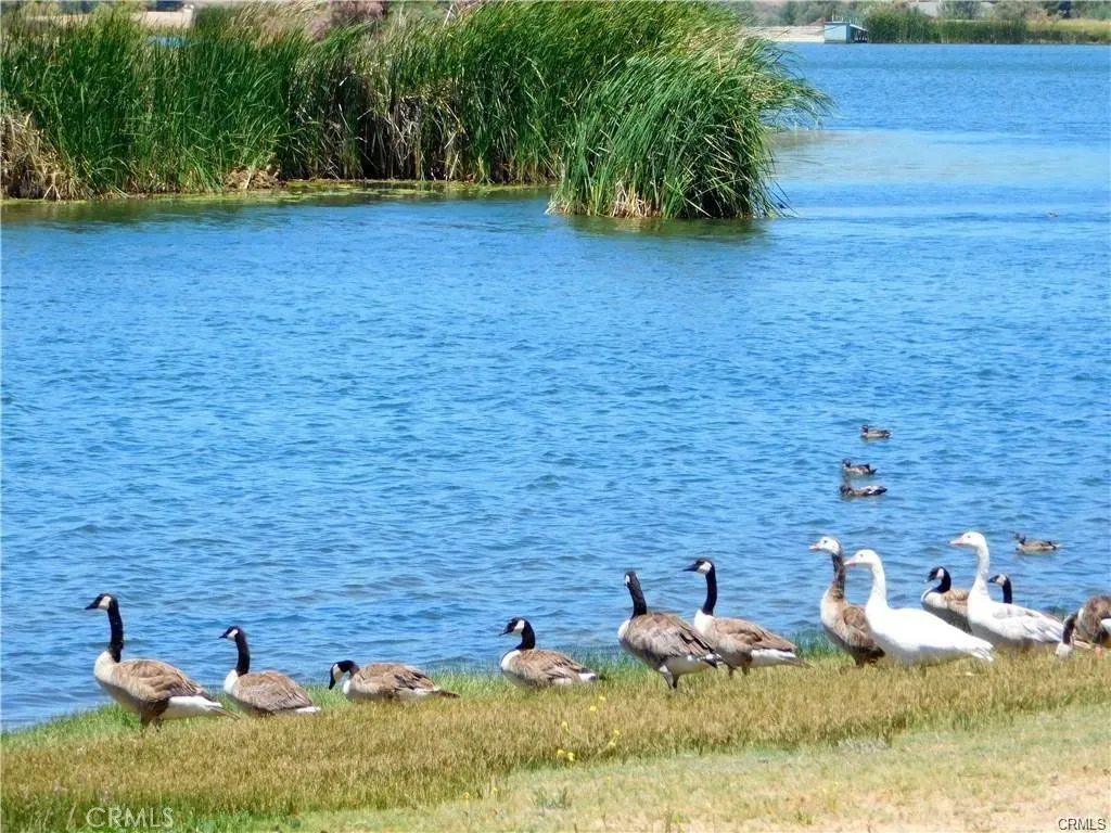 Wildlife