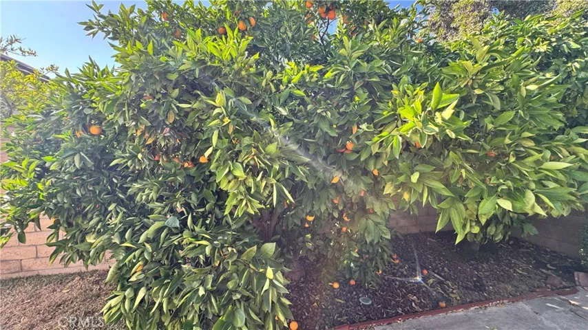 Orange Tree