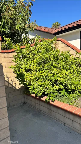 Lime tree