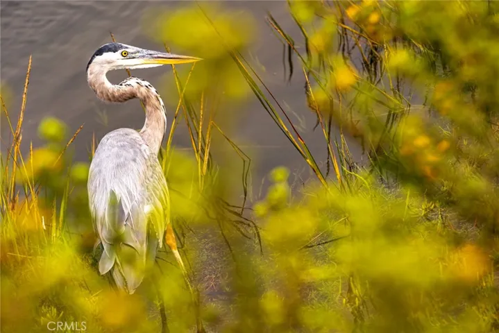 9 mins to Bolsa Chica Ecological Reserve