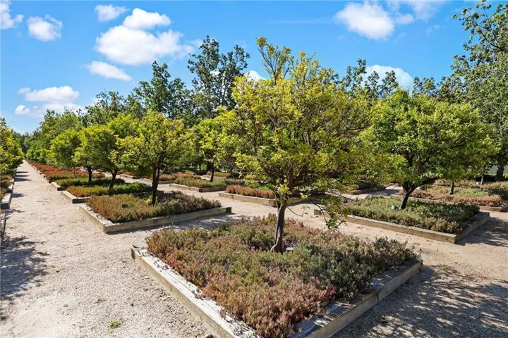 Signature citrus orchard at the heart of the community.