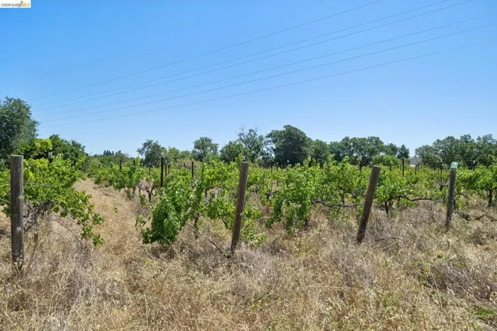 Expansive vineyard featuring established rows of grapevines supported by wooden posts