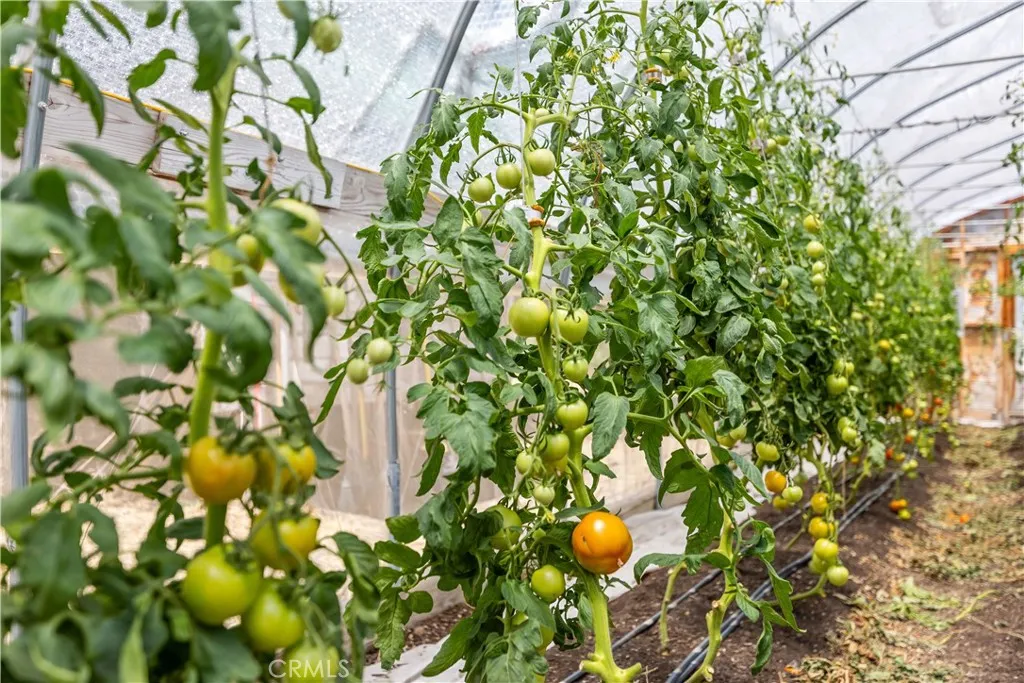 High Producing Hoop Houses